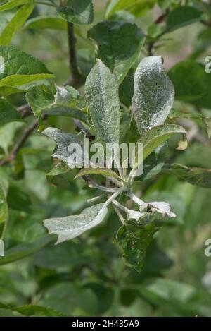 Primary powdery muffa ( Podosphiera leucotricha) bianco micelio e spore su nuovo melo crescita, Berkshire, giugno Foto Stock