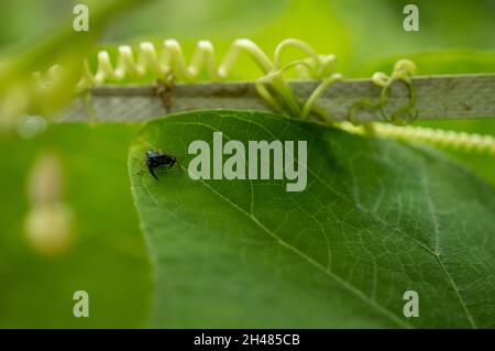 Un bellissimo ragno di colore nero su una foglia verde con gli occhi del ragno a fuoco. Foto Stock