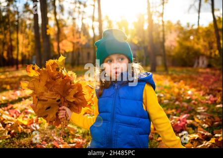 Adorabile allegro 4 anni bella bambina con bouquet semplice di raccolta foglie di acero autunno caduto secco che giocano all'aperto al tramonto in autunno Foto Stock