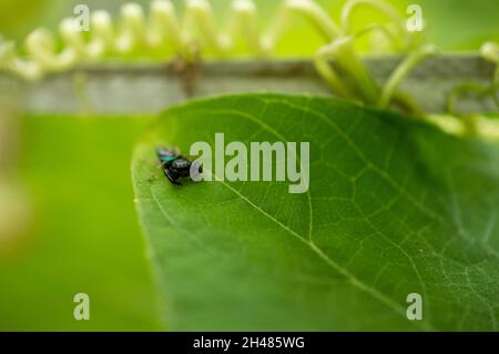 Un bellissimo ragno di colore nero su una foglia verde con gli occhi del ragno a fuoco. Foto Stock