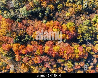 Vista aerea di una foresta di autunno Foto Stock