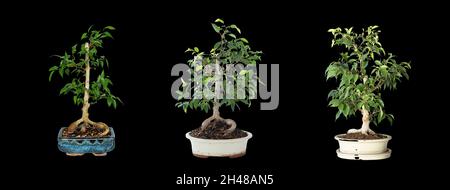Ficus benjamina bonsai sviluppo in 2 anni, isolamento su sfondo scuro Foto Stock