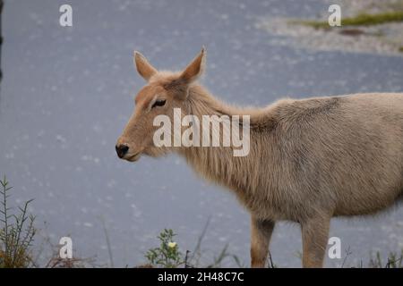 Albino water buck Stock Photo