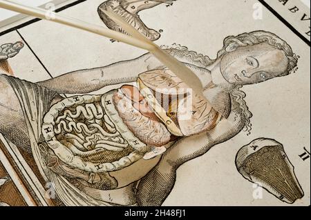 Foglio anatomico fuggitivo, femmina Foto Stock