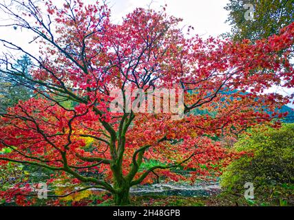Benmore Botanic Garden Foto Stock