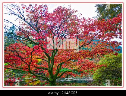 Benmore Botanic Garden Foto Stock