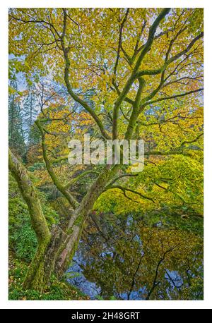 Benmore Botanic Garden Foto Stock