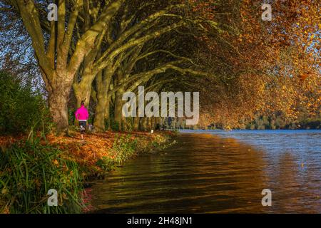 Essen, Renania settentrionale-Vestfalia, Germania - giovane donna che fa jogging sulle sponde del lago sotto gli alberi con foglie autunnali. Autunno d'oro a Baldeneysee. Foto Stock