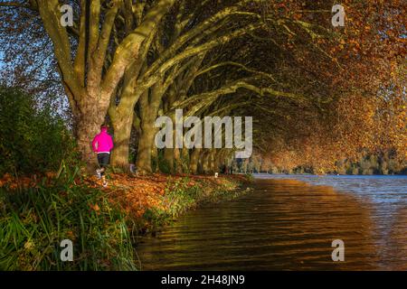 Essen, Renania settentrionale-Vestfalia, Germania - giovane donna che fa jogging sulle sponde del lago sotto gli alberi con foglie autunnali. Autunno d'oro a Baldeneysee. Foto Stock