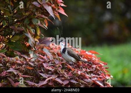 Bulbul rosso sussurrato seduto su un albero a fuoco con foglie verdi Foto Stock