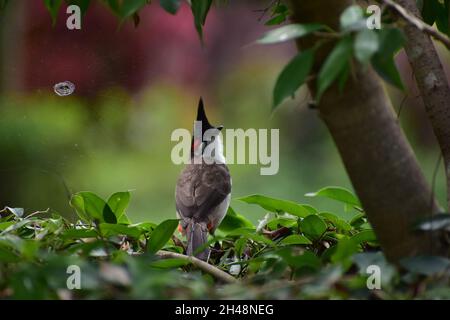 Bulbul rosso sussurrato seduto su un albero a fuoco con foglie verdi Foto Stock