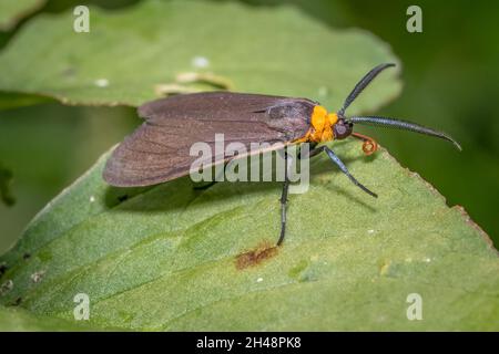 Scape Moth (Cisseps fulvicollis), con collari gialli, poggia su una foglia. Raleigh, Carolina del Nord. Foto Stock