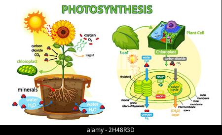 Diagramma che mostra il processo di fotosintesi nell'illustrazione dell'impianto Illustrazione Vettoriale