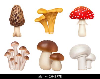 Funghi piante. Alimenti naturali realistici per la cucina preparare prodotti chanterelle d'oro champignons decente funghi vettoriali set di immagini Illustrazione Vettoriale