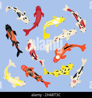 Pesci Koi. Pesce naturale isolato, carpa rossa giapponese. Animale d'acqua cinese, vista dall'alto del pesce d'oro asiatico. Giardino botanico orientale swanky vettore naturale Illustrazione Vettoriale