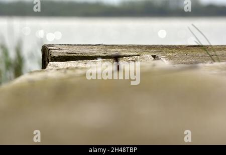 chiodo che sporge da un asse di un passaggio pedonale Foto Stock