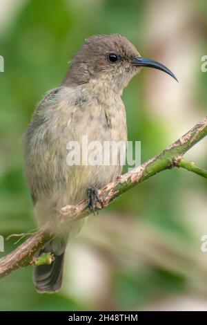 Sunbird femminile Palestine o Sunbird con tufted arancione settentrionale (Cinnyris oseus) fotografato in Israele nel mese di settembre Foto Stock