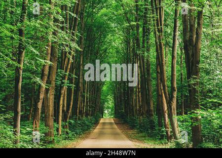 Sentiero di vicolo passerella con attraverso alberi di Tilia cordata in Foresta. Sia Foto Stock