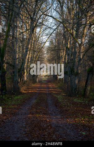 Vicolo albero nella foresta con foglie autunno caduti sulle auto stradali nel fango. Incantevole paesaggio autunnale Foto Stock