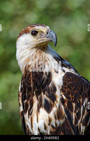 Aquila di pesce africano giovanile - vocifer Haliaeetus Foto Stock