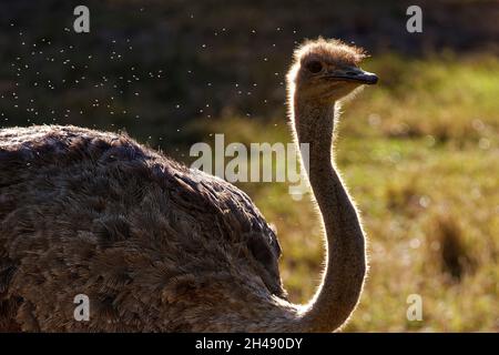 - Struzzo Struthio camelus Foto Stock