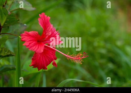 Hibiscus è una pianta fiorita che è conosciuta per i loro grandi fiori colorati. Sono composte da diverse centinaia di specie che sono native per scaldare Foto Stock