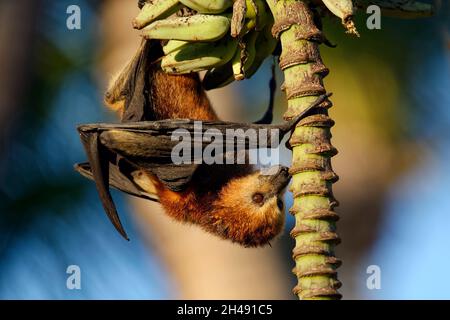 Mauritius frutta pipistrello / volpe mauriziana - Pteropus niger Foto Stock