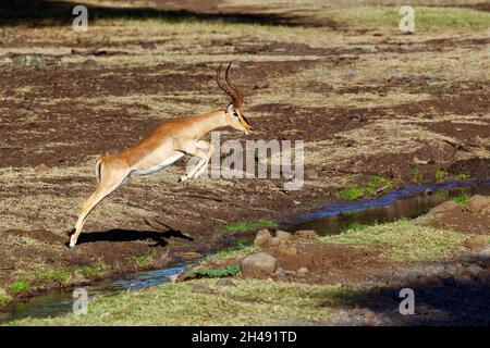 Maschio impala - Aepyceros melampus Foto Stock