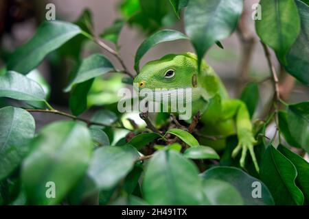 Lau ha bandito iguana - Brachylophus fasciatus Foto Stock