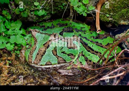 Rana cornea di Cranwell - Ceratophrys cranwelli Foto Stock