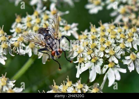 Flesh fly - Sarcophaga sp. Foto Stock