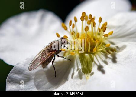 Flesh fly - Sarcophaga sp. (?) Foto Stock