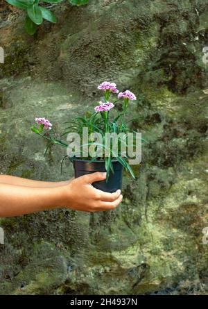 Il bambino tiene un vaso di plastica con garofano su un fondo di parete di pietra. Eco Concept. Foto Stock