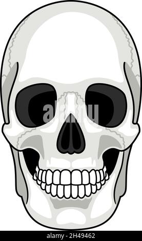 Superficie ossea del cranio. Cartoon grigio sorridente cute testa di scheletro umano isolato su sfondo bianco, disegno semplice fantasma anteriore illustrazione vettoriale Illustrazione Vettoriale
