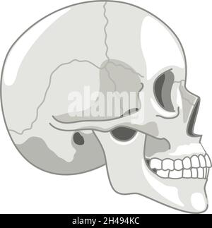 Cranio semplice mezzitoni. Profilo testa scheletro immagine di semisassi, anatomia umana morte cranio vista laterale simbolo vettore isolato su bianco Illustrazione Vettoriale