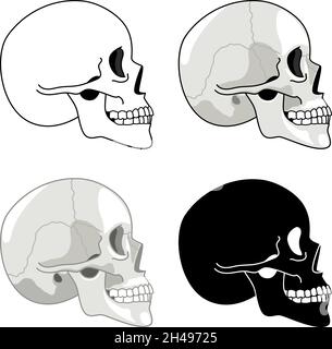 Profilo del cranio. Dettagli anatomici e teschi di silhouette mezzitoni, set laterale della testa dello scheletro, immagini cranio, semplici simboli brainpan isolati su sfondo bianco Illustrazione Vettoriale