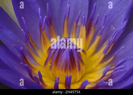 Primo piano foto di giglio d'acqua blu e giallo. Foto Stock