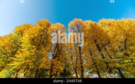 Alti alberi di tiglio con foglie colorate gialle e arancioni in autunno nella foresta vista dal basso verso il cielo blu Foto Stock