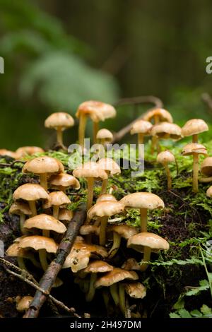 Tuft di conifere (Hypholoma capnoides) funghi che crescono su un vecchio ceppo marcio in una foresta di conifere nelle colline Mendip, Somerset, Inghilterra. Foto Stock