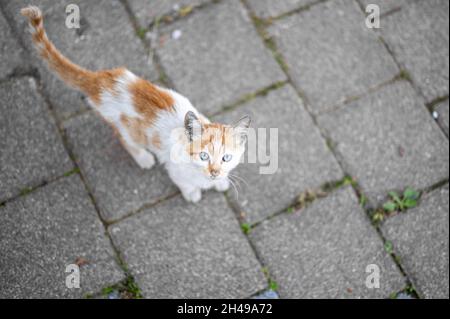 problema degli animali randagi, il concetto di rifugio per gatti randagi. Gatto randagio che chiede cibo. Animali senza tetto. Foto Stock