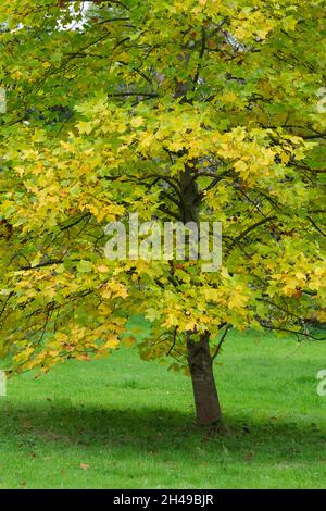 Liriodendron tulipifera fasiziatum. Tulipano in autunno Foto Stock