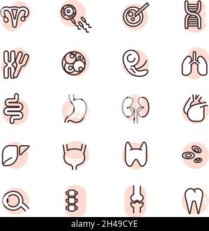 Organi umani, illustrazione, vettore, su sfondo bianco. Illustrazione Vettoriale