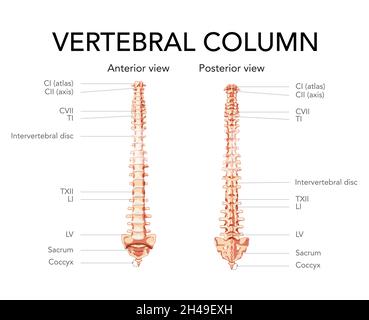 Colonna vertebrale umana in vista anteriore posteriore, disco intervertebrale con parti della colonna vertebrale etichettate. Grafica vettoriale piatta realistica in stile beige marrone colore concetto isolato su sfondo bianco. Illustrazione Vettoriale