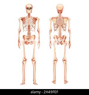 Scheletro grafico umano Vista posteriore frontale realistica. Set di colore naturale piatto Vector Illustration scheda didattica di anatomia isolato su sfondo bianco banner infografica medica, colonna cranio umano Illustrazione Vettoriale