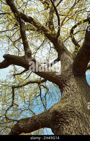 Tronco e brunch di una vecchia quercia (Quercus robur) che entra in foglia in primavera. Kolomenskoye estate, Mosca, Russia. Foto Stock