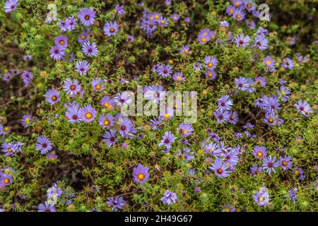 Piccoli grappoli di cerotti viola con centri gialli accerchiati insieme ancora fiorendo in una giornata di sole in autunno sfondo e texture o carta da parati Foto Stock