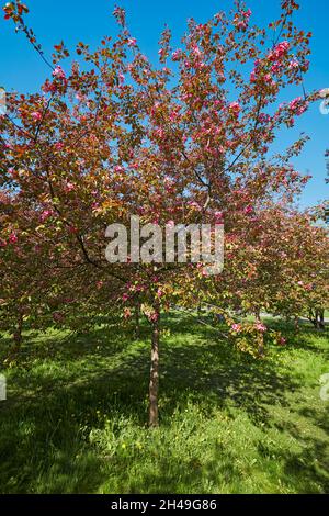 L'albero di mele di Niedzwetzky (Malus niedzwetzkyana) in fiore. Kolomenskoye estate, Mosca, Russia. Foto Stock