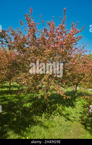 L'albero di mele di Niedzwetzky (Malus niedzwetzkyana) in fiore. Kolomenskoye estate, Mosca, Russia. Foto Stock