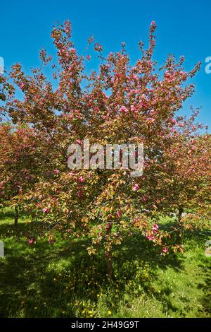 L'albero di mele di Niedzwetzky (Malus niedzwetzkyana) in fiore. Kolomenskoye estate, Mosca, Russia. Foto Stock