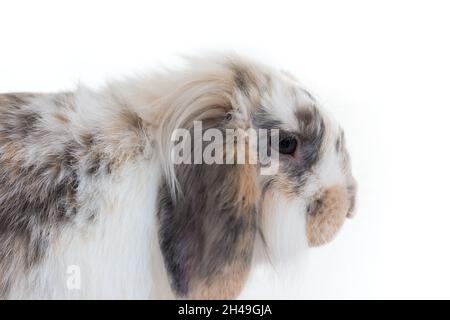 cute testa di coniglio punteggiato su sfondo bianco Foto Stock